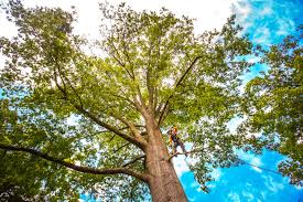 Best Root Management and Removal  in North Pearsall, TX