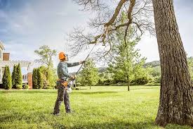 How Our Tree Care Process Works  in  North Pearsall, TX