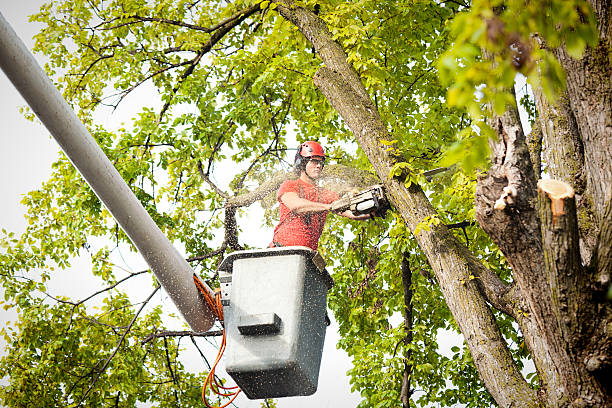 Best Emergency Tree Removal  in North Pearsall, TX