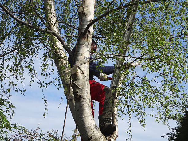 Reliable North Pearsall, TX Tree Services Solutions