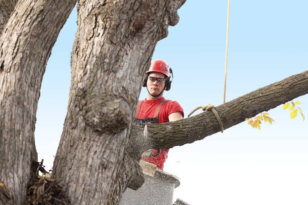 Best Tree Removal Service  in North Pearsall, TX