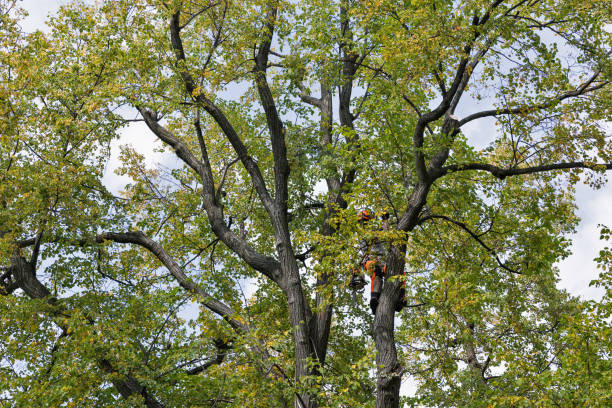  North Pearsall, TX Tree Services Pros